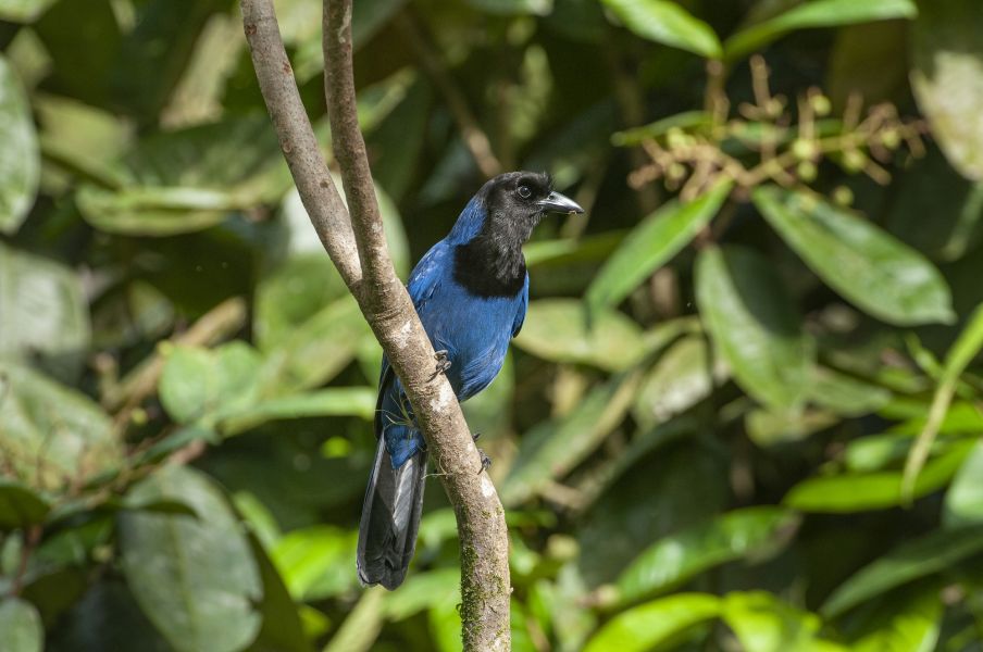 D-AV1143- GRALHA-AZUL - Cyanocorax caeruleus - Zig Koch_1_resize